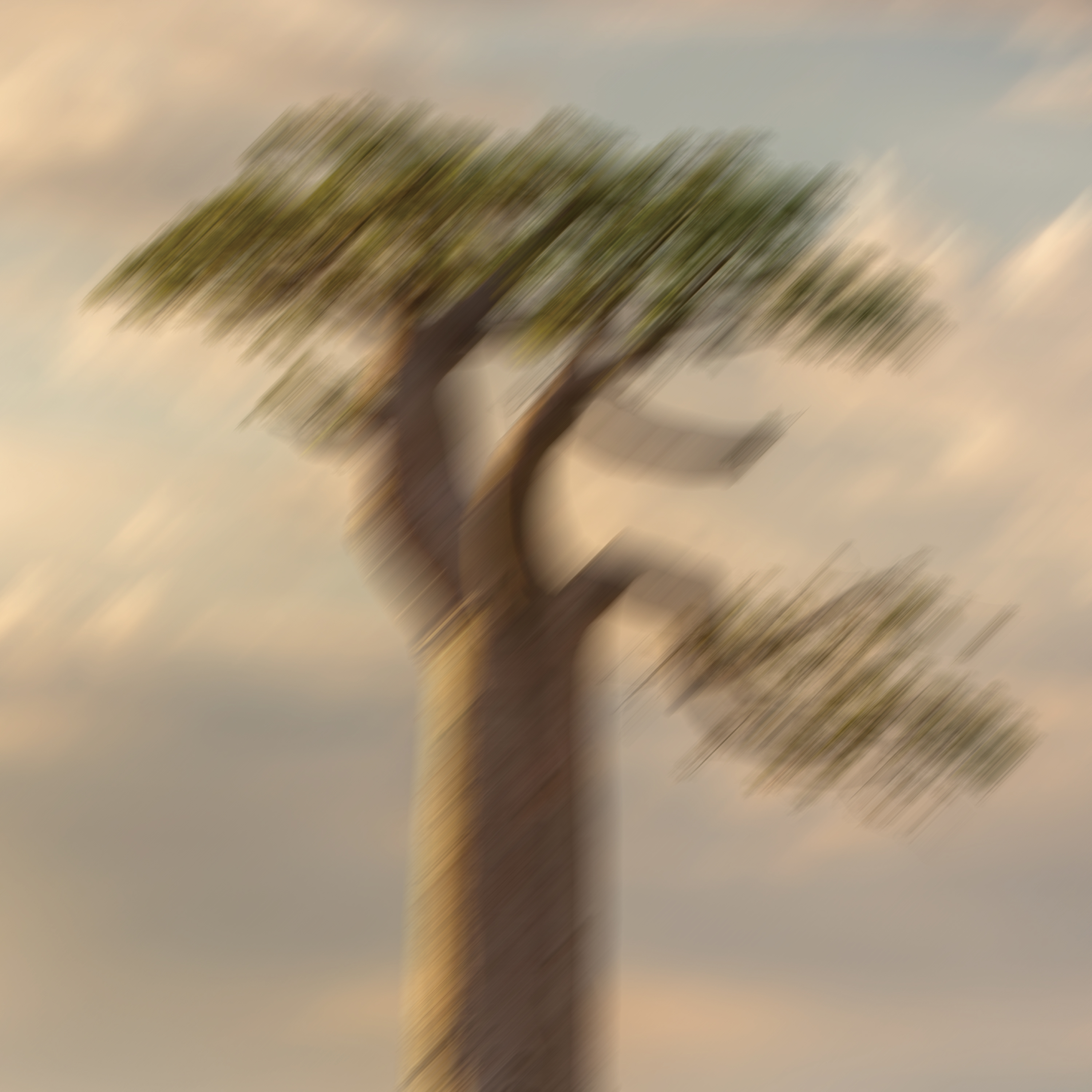 COT